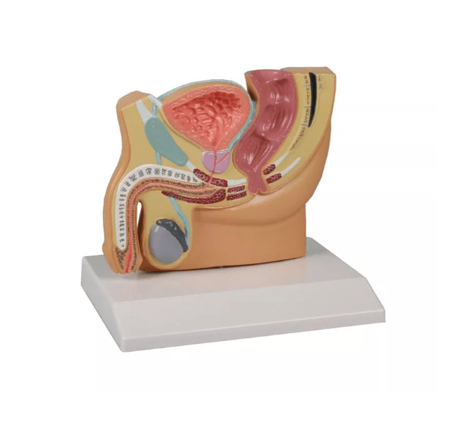 Männlicher Beckenschnitt, verkleinert - Erler - Zimmer